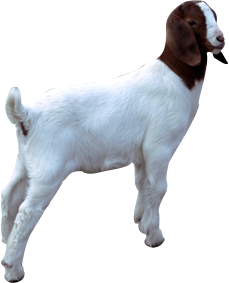 goat