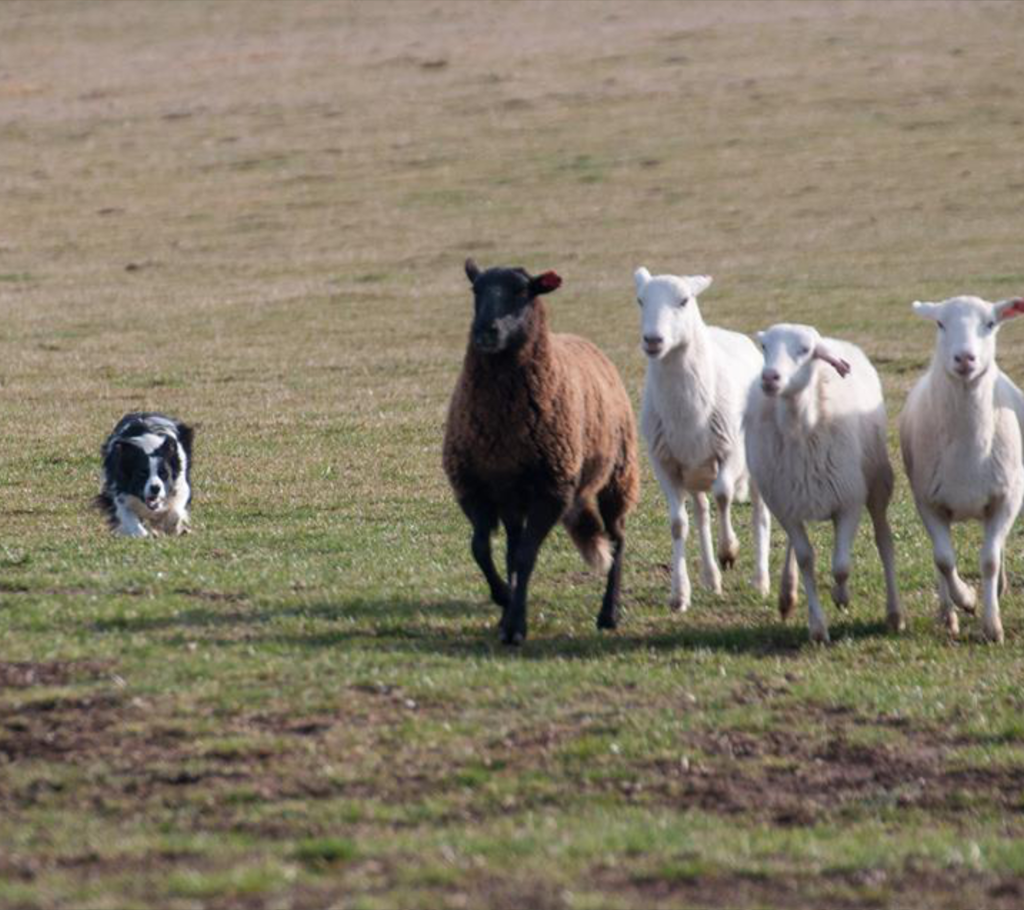 herding