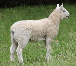 lamb-sale